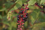 Pokeweed